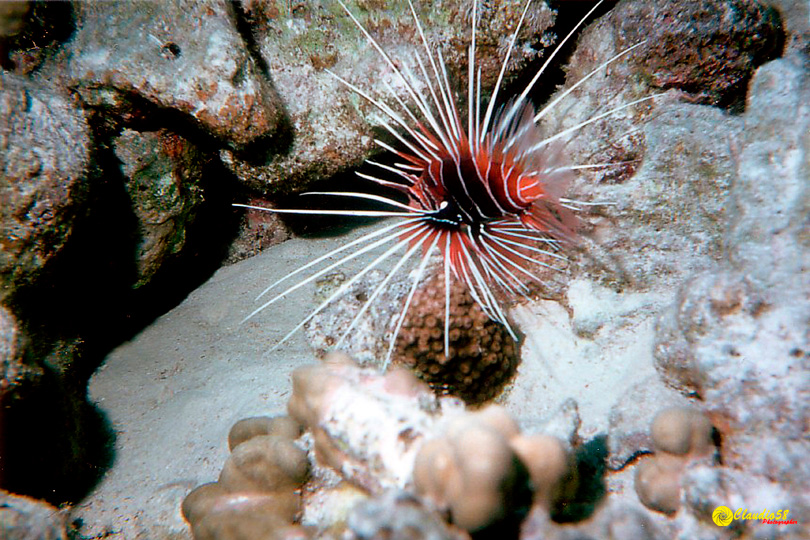 Oracolo della Sibilla Egitto lion fish